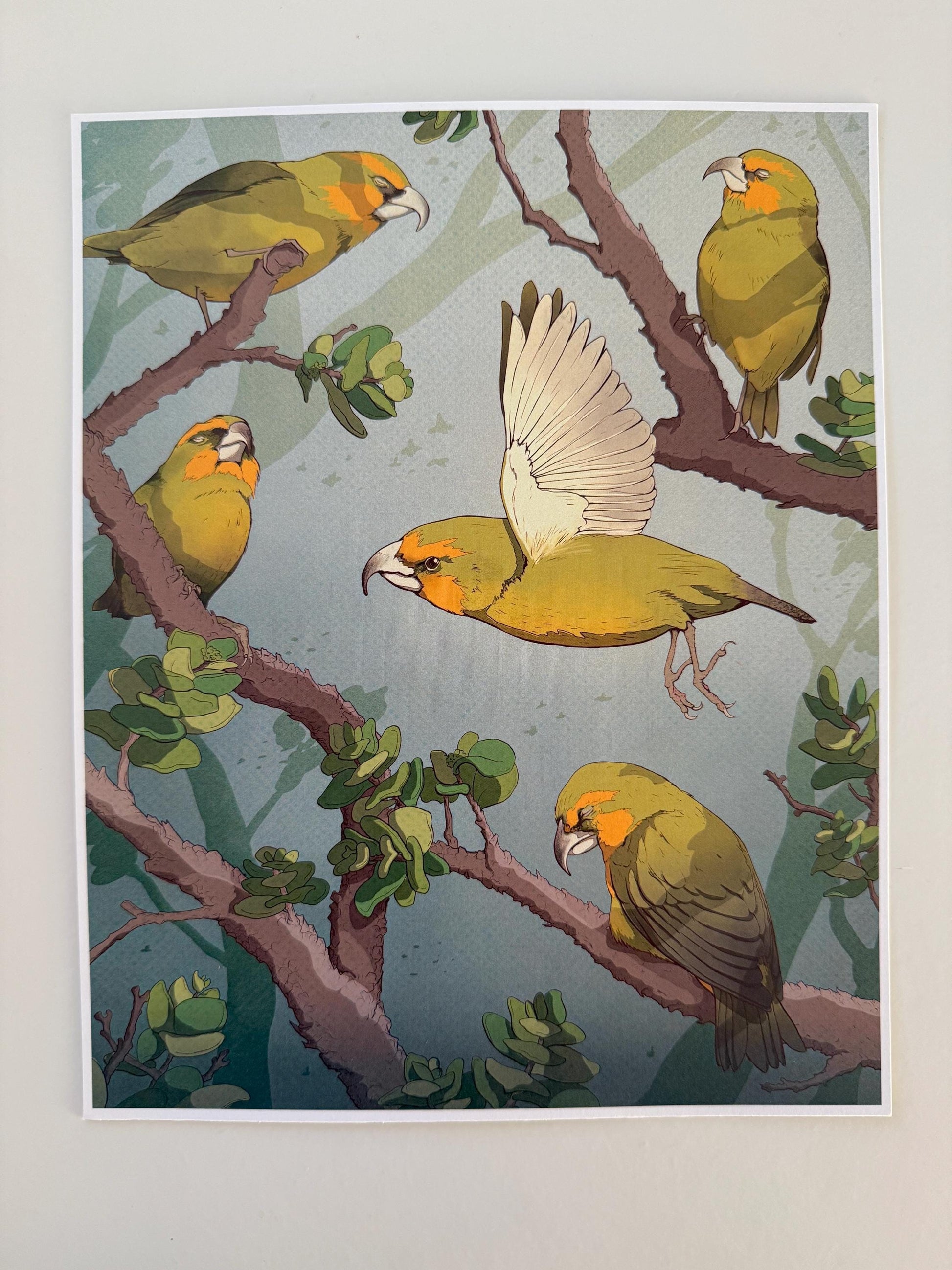 Bird Wall Art - Endangered Hawaiian Birds - Kiwikiu 8x10