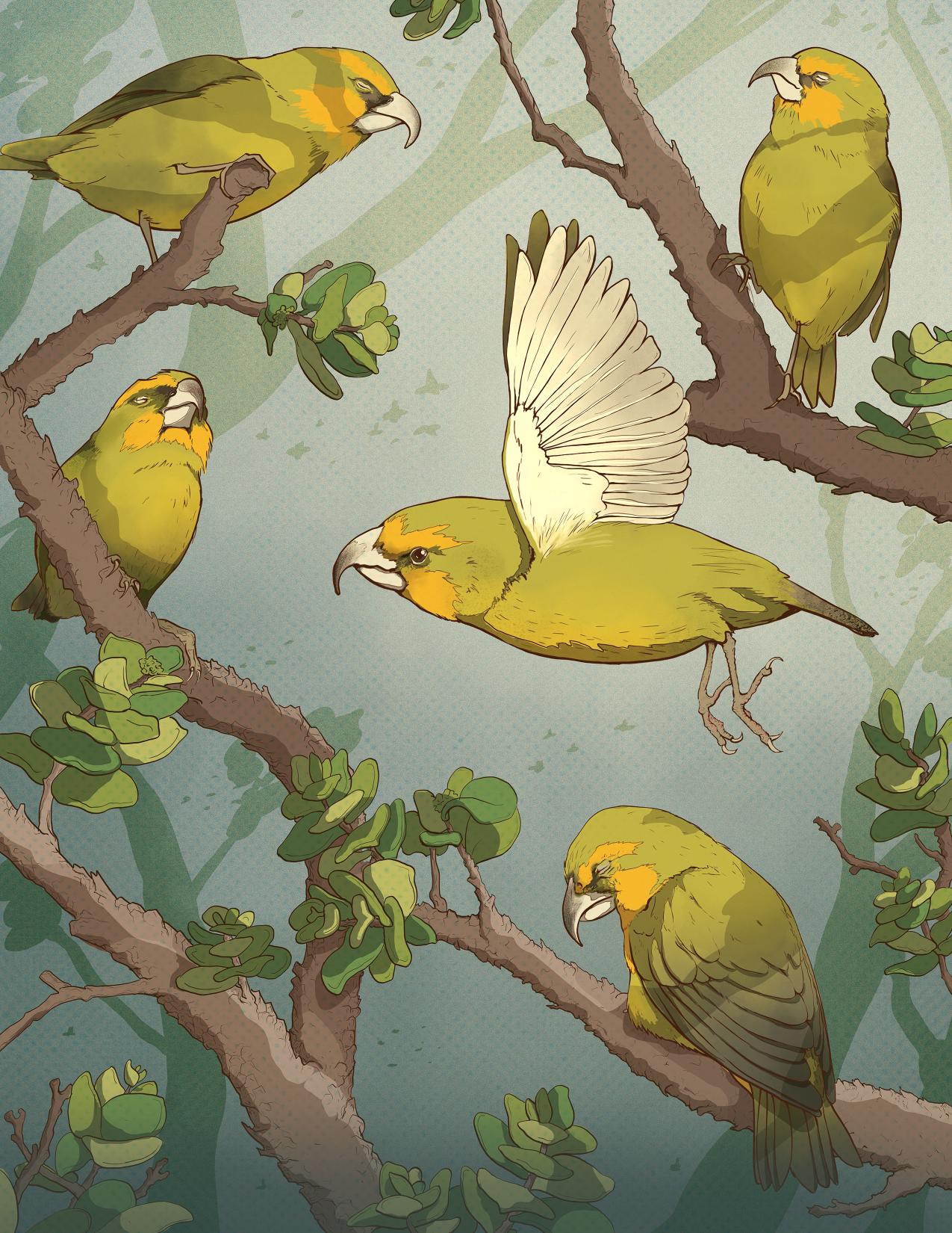 Bird Wall Art - Endangered Hawaiian Birds - Kiwikiu 8x10