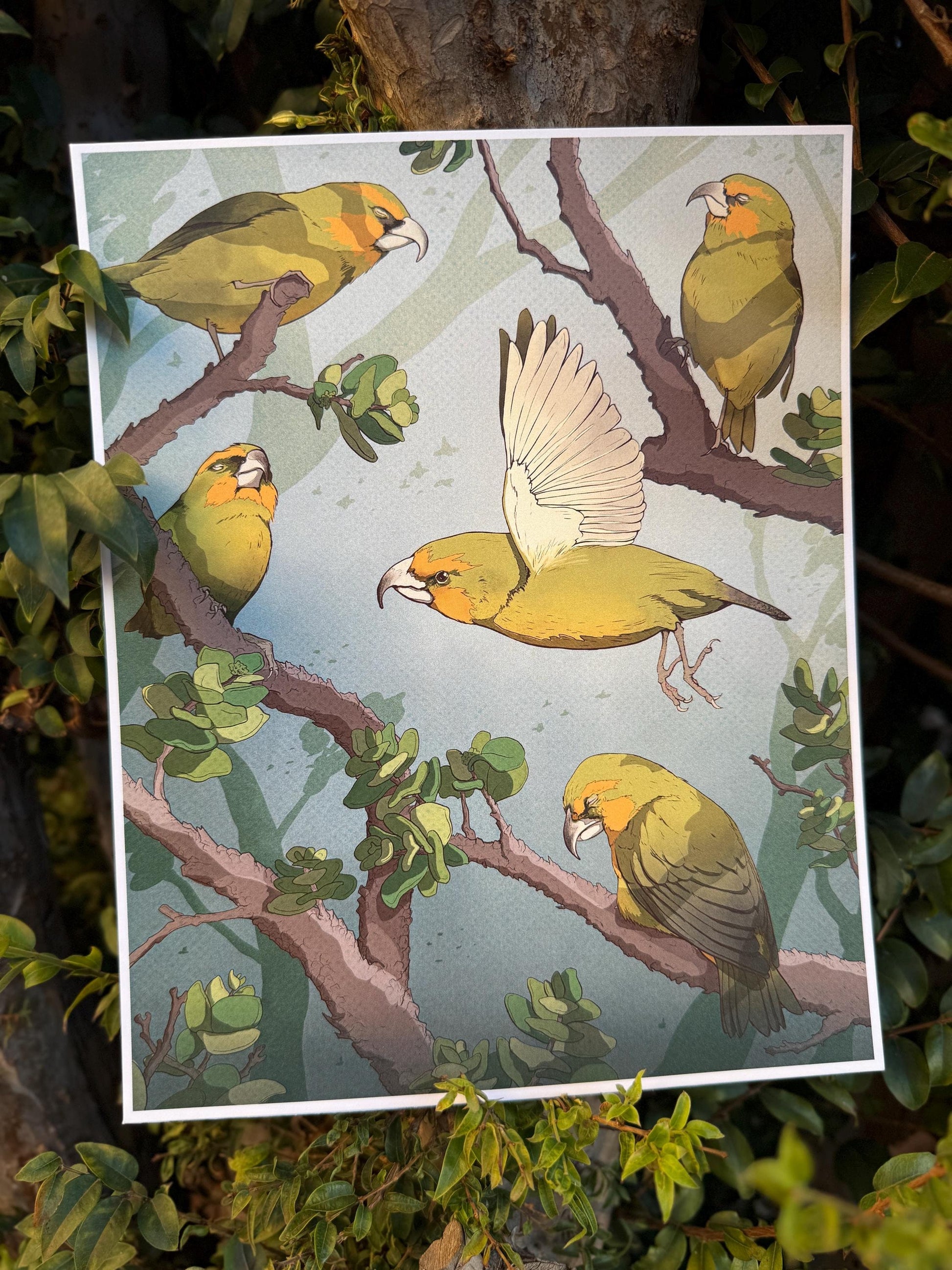 Bird Wall Art - Endangered Hawaiian Birds - Kiwikiu 8x10